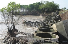 Khôi phục rừng phòng hộ bảo vệ đê biển Gò Công - Tiền Giang